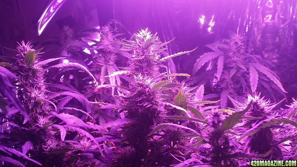 2x 650wt LED grow update!!!!