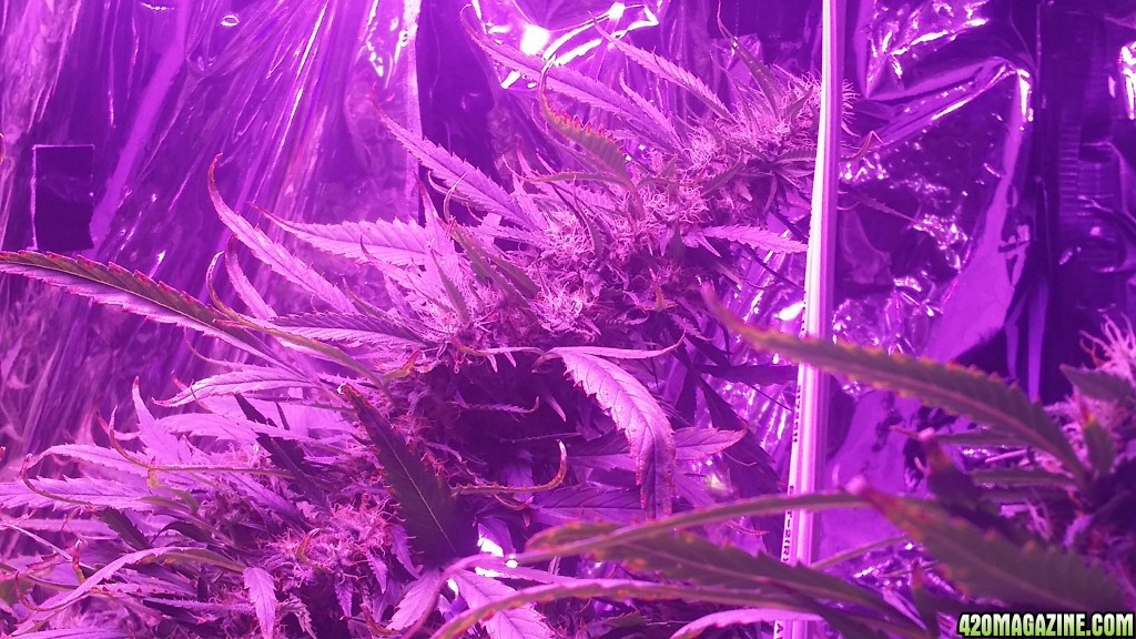 2x 650wt LED grow update!!!!