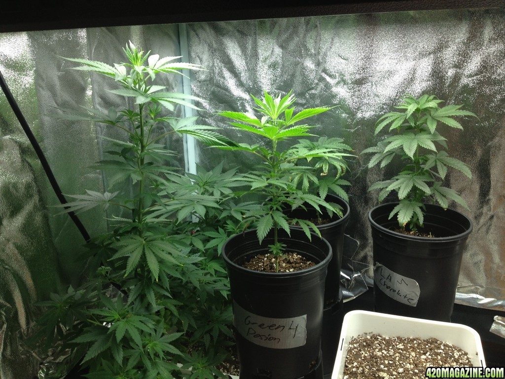 2x2 veg 7/29/13