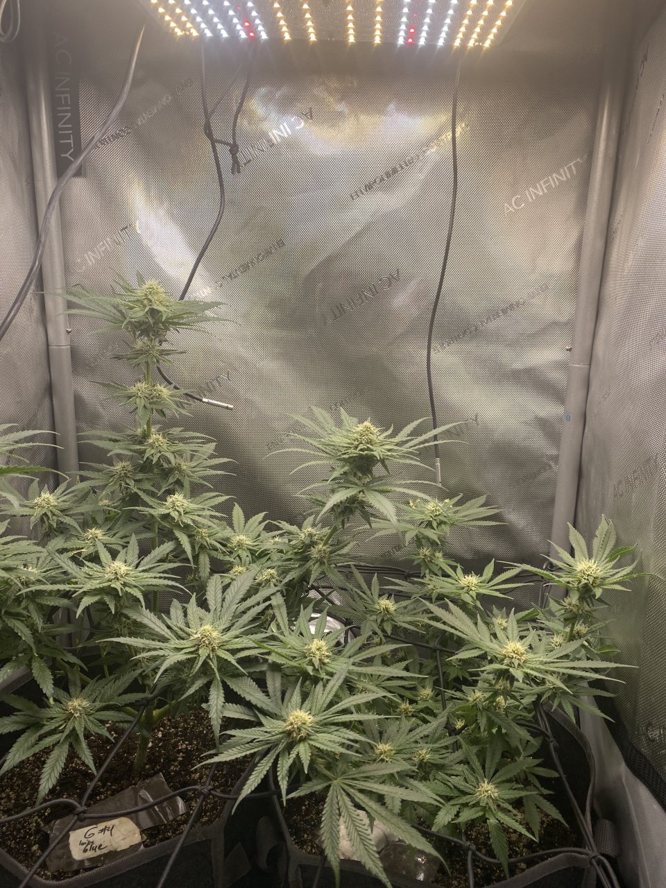 2x2 week 4 of flower