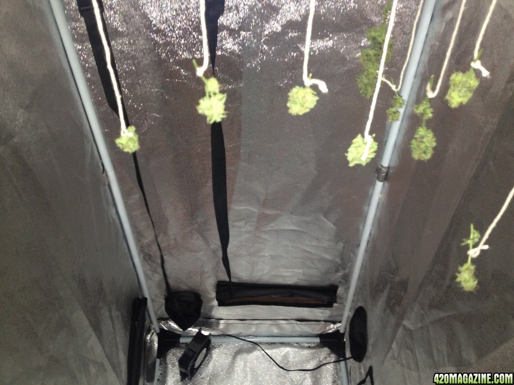 2x4 ft grow tent 7/24/13