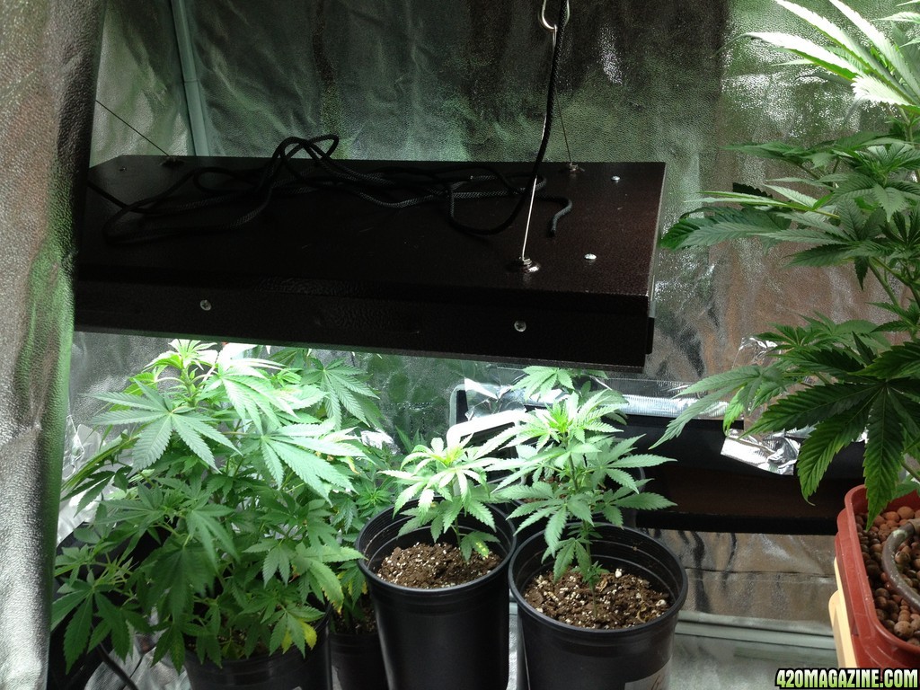 2x4 ft grow tent 7/24/13