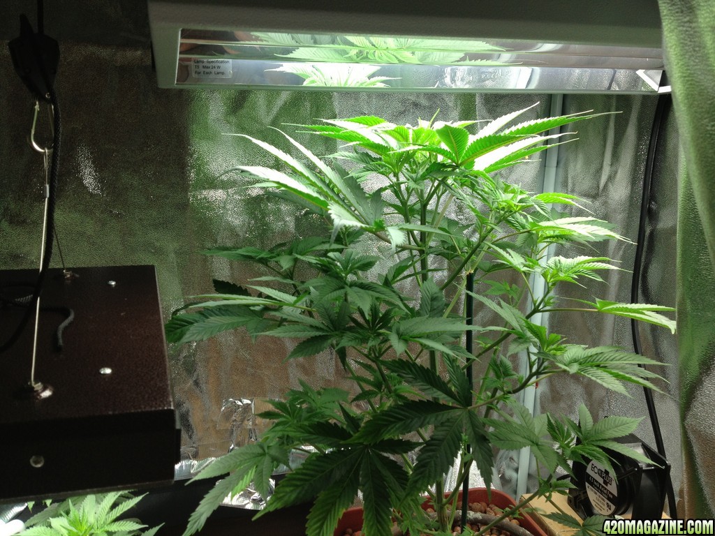 2x4 ft grow tent 7/24/13