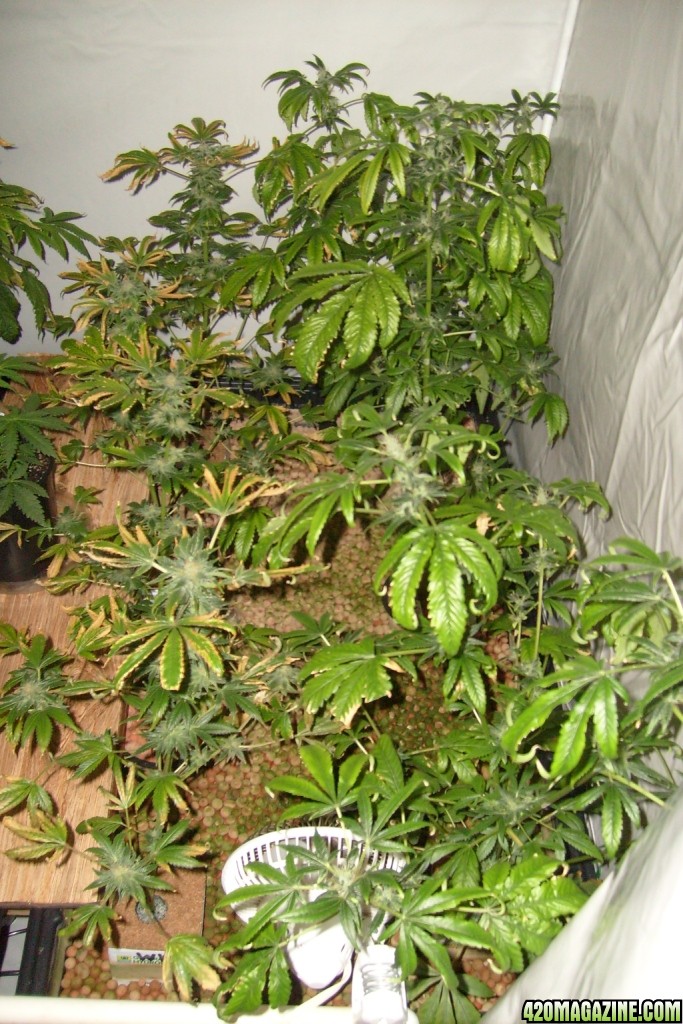 3-1-2009-hydro tent