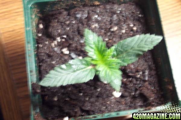 3-15 romulans 2 1/2 wk old