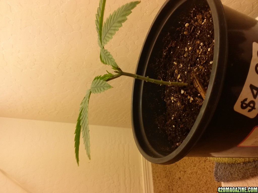 3-4 wk old indica