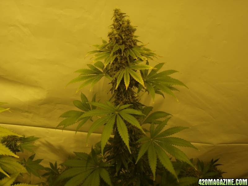 3 Arjans Ultra Haze #2 ,4 Snow White and 4 PPP ( pure Power plant on week 9