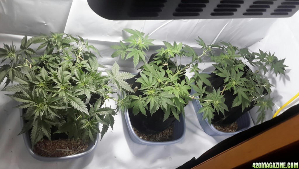 3 autos