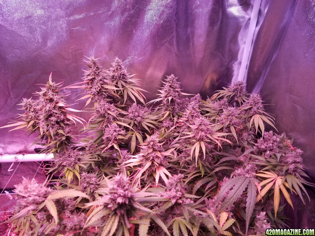 3 days before harvest