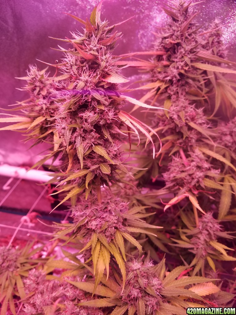 3 days before harvest