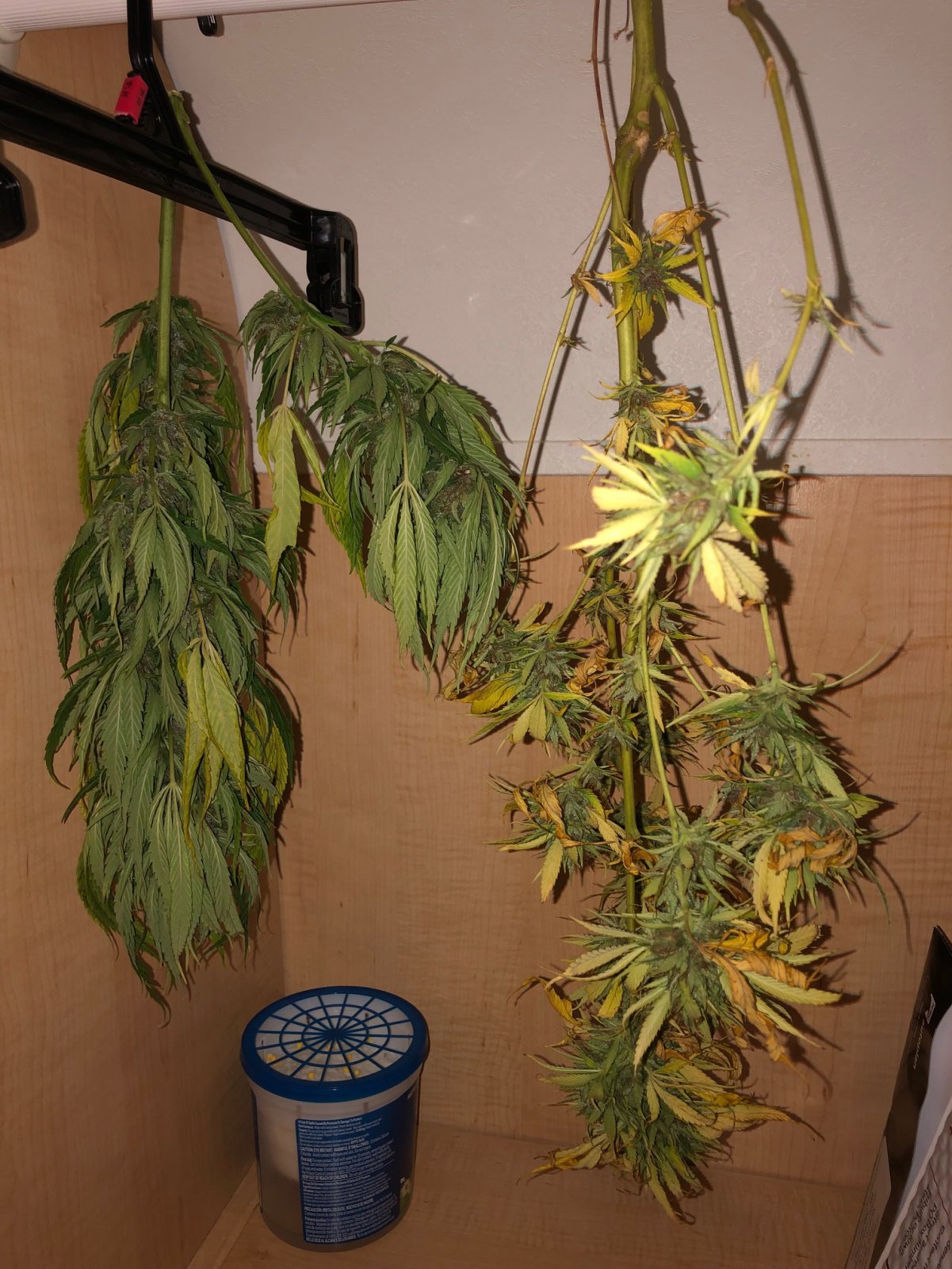 3 days in the dark pre bud wash and trim.jpg