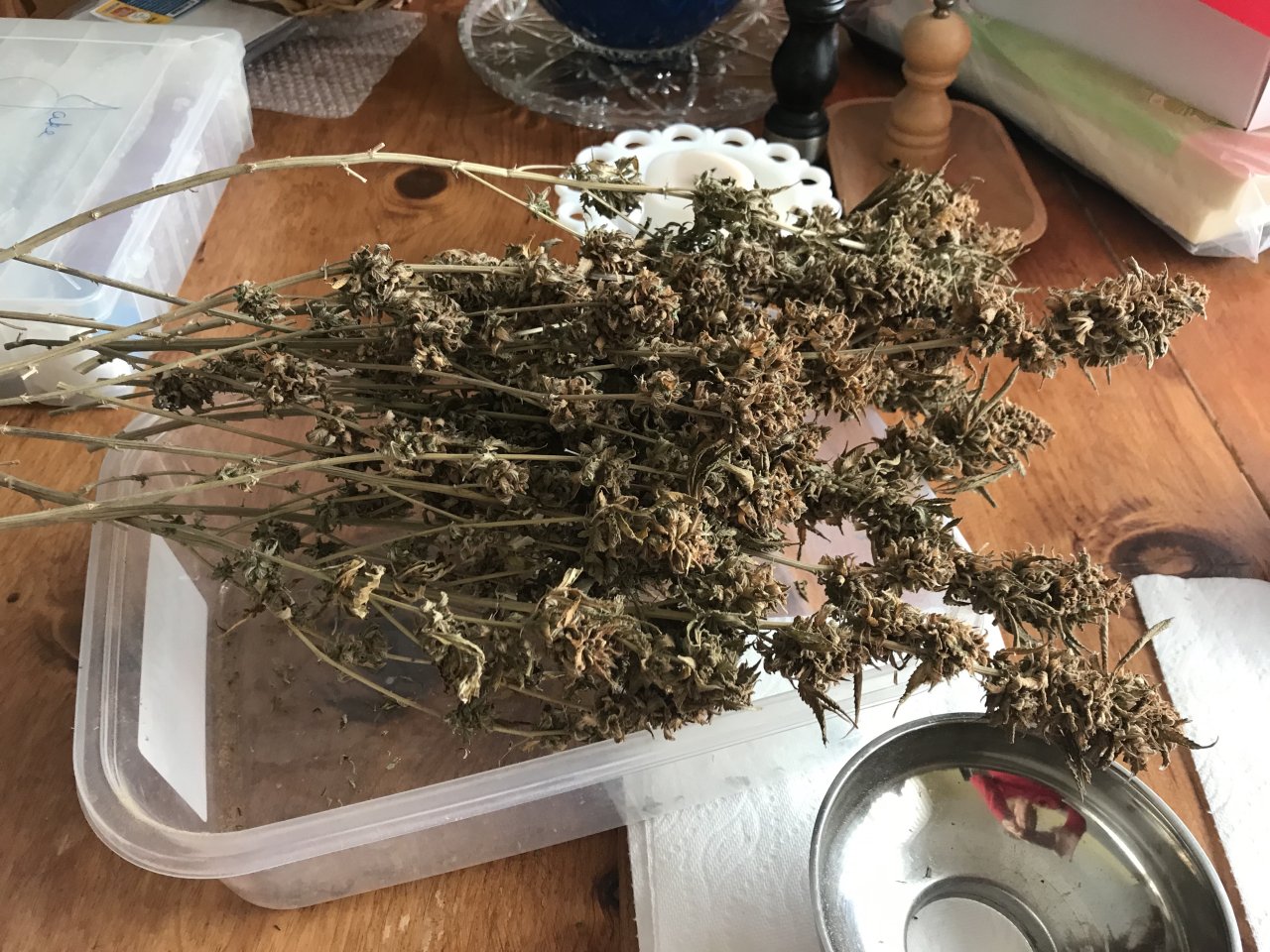 3-Jack Herer (Jane) Trim Day.jpeg