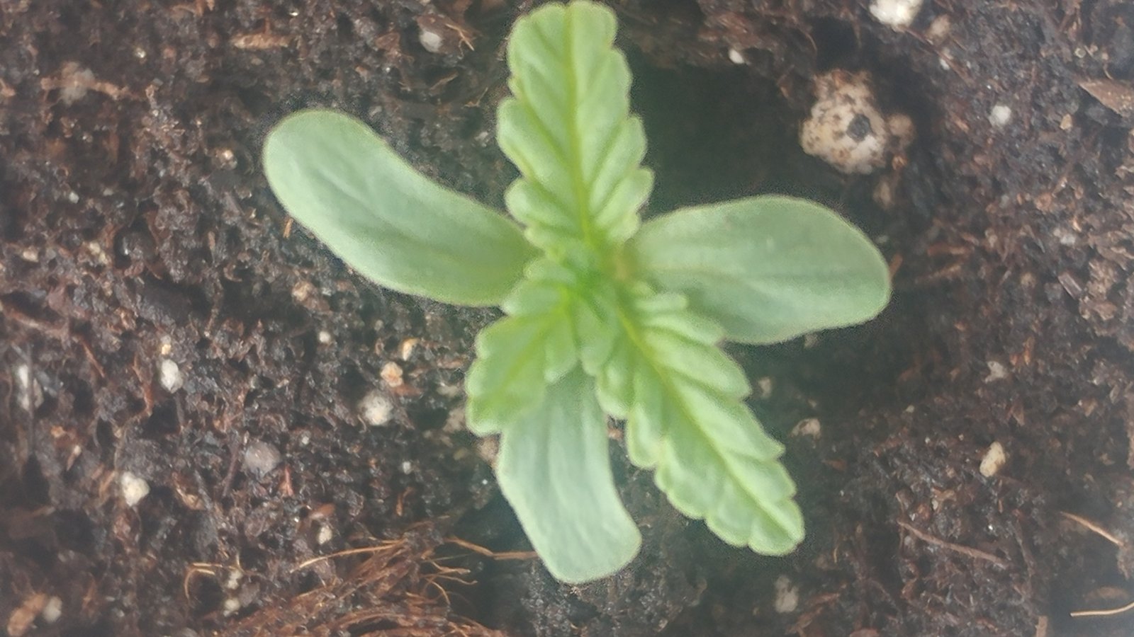 3 leaf dicotyledon.jpg