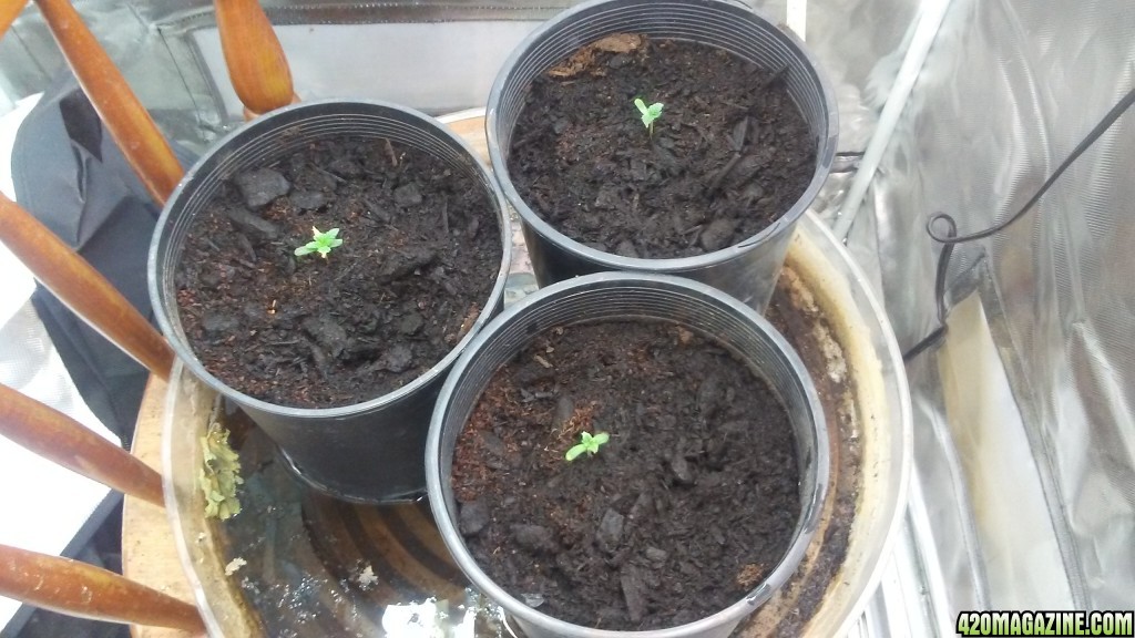 3 &quot;Mystery Seed&quot; Sativa Dominate Seedlings