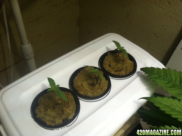 3 Seedlings at 12 days