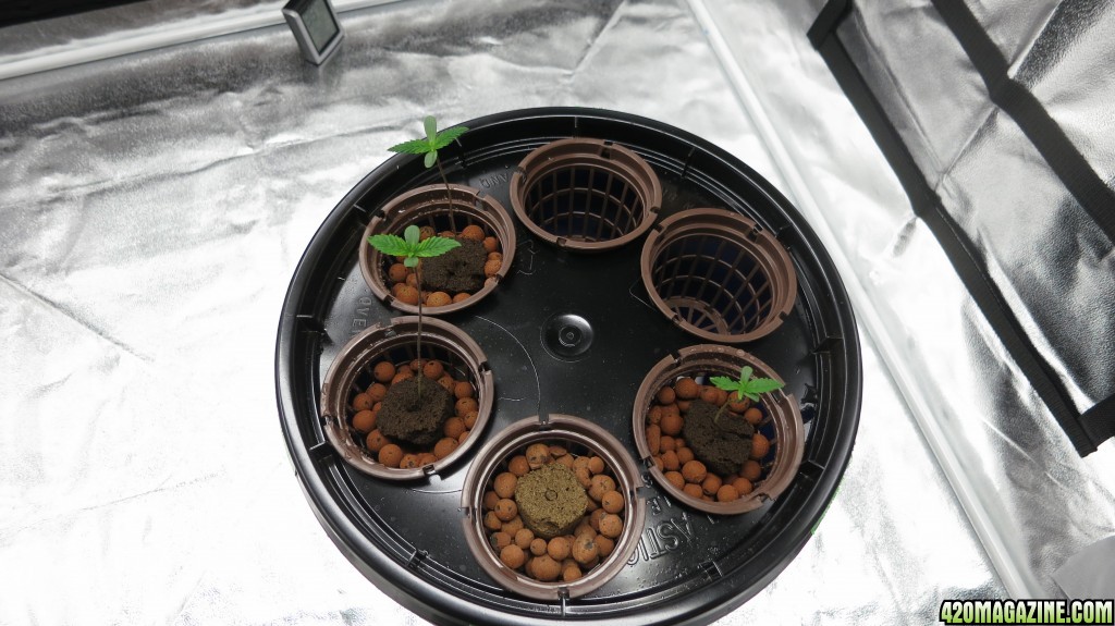 3 seedlings