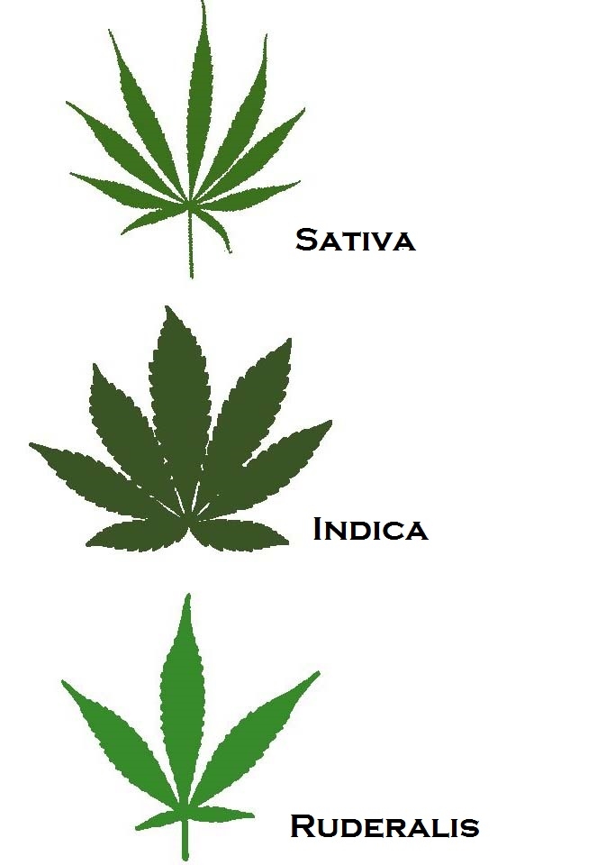 3-types-cannabis-strains-mod.jpg