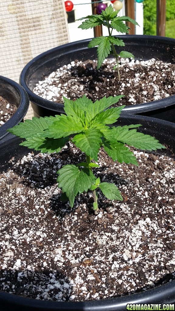 3 week old White Widow