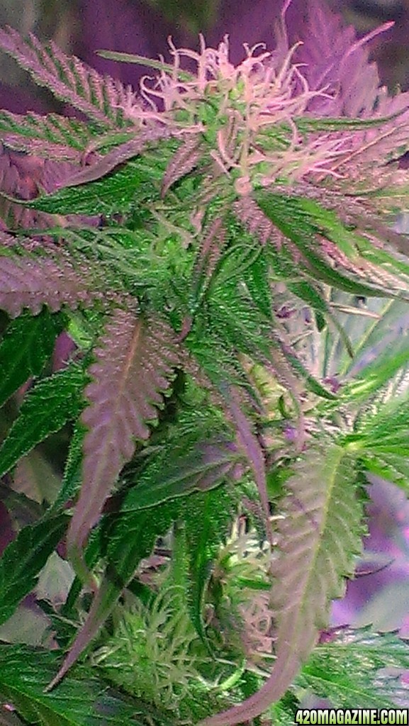 3 weeks 21 days flowering