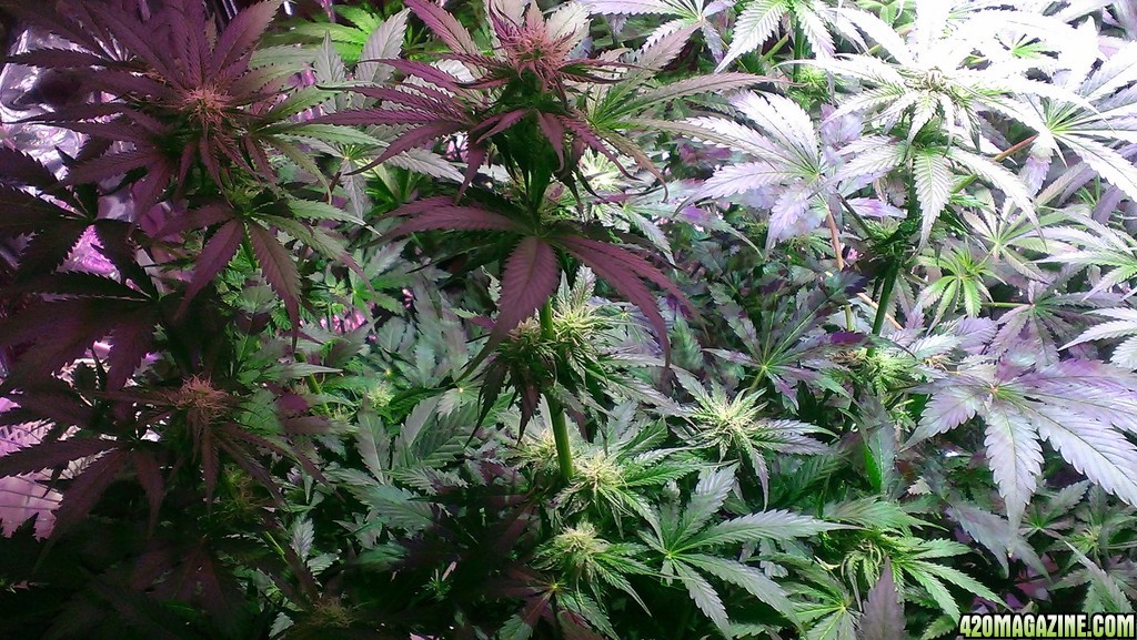 3 weeks 21 days flowering