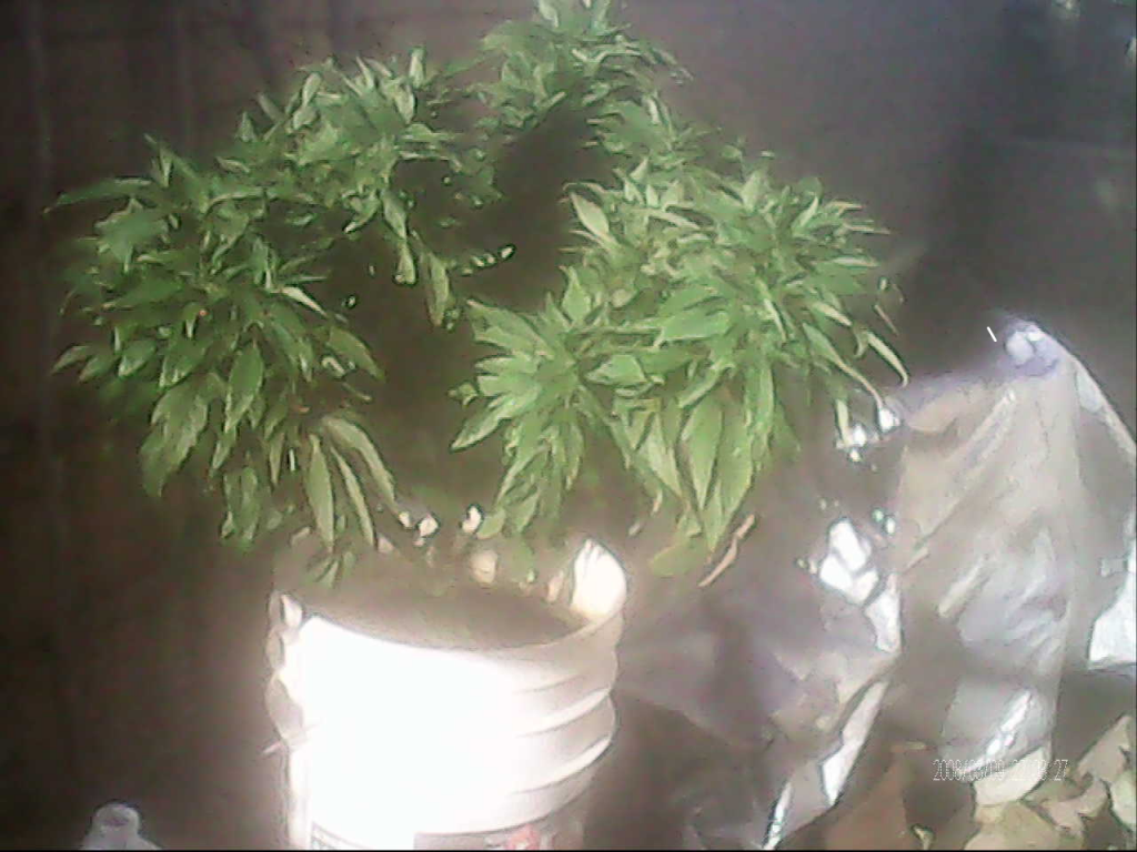 3 weeks b4 harvest same plant