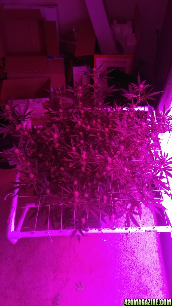 3 weeks into flower