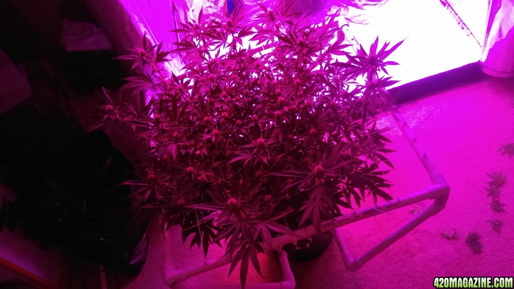 3 weeks into flower