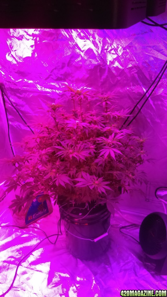 3 weeks into flower