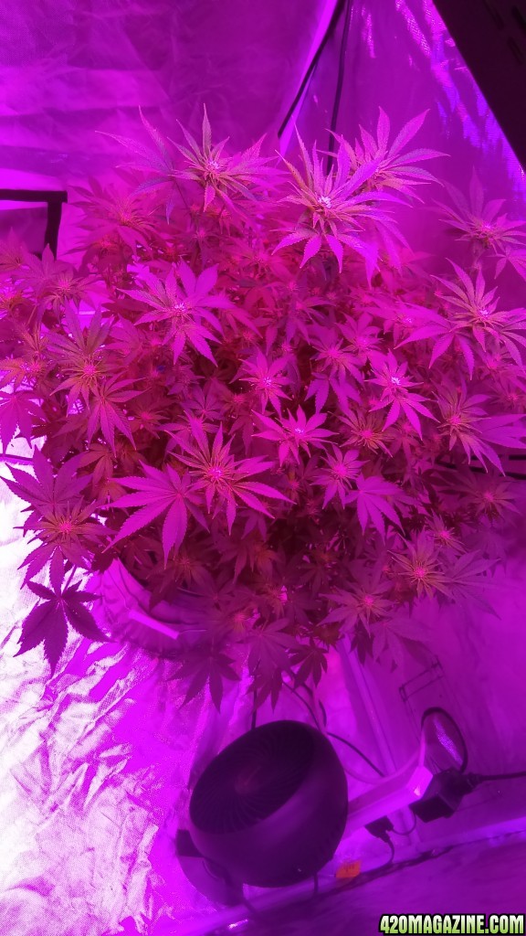 3 weeks into flower