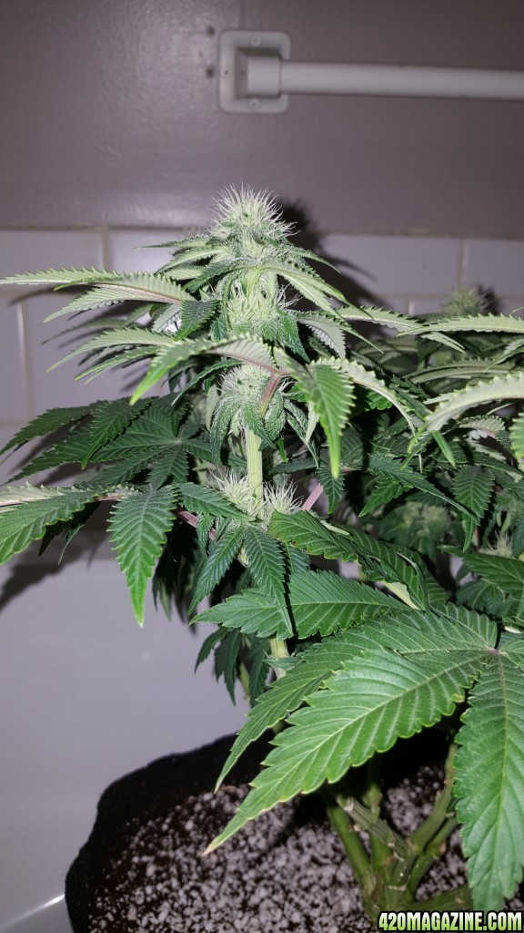 3 weeks into flowering