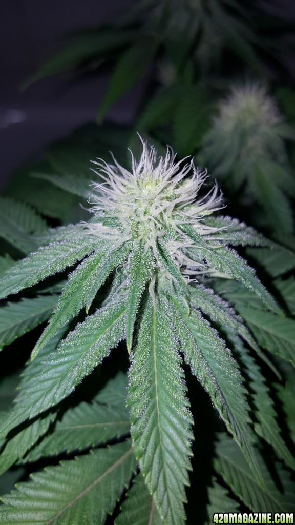 3 weeks into flowering