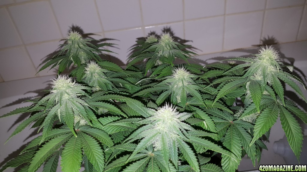 3 weeks into flowering