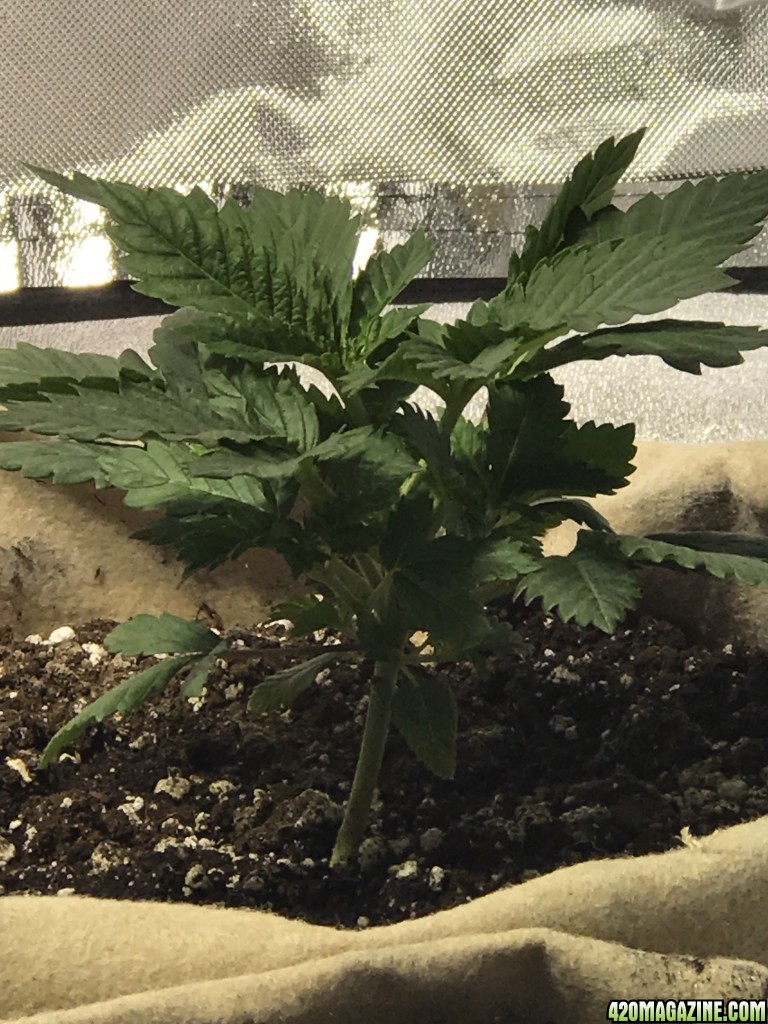 3 weeks white widow feminized