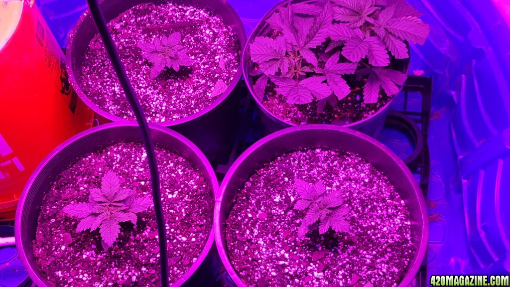 3 white widow and one unknown