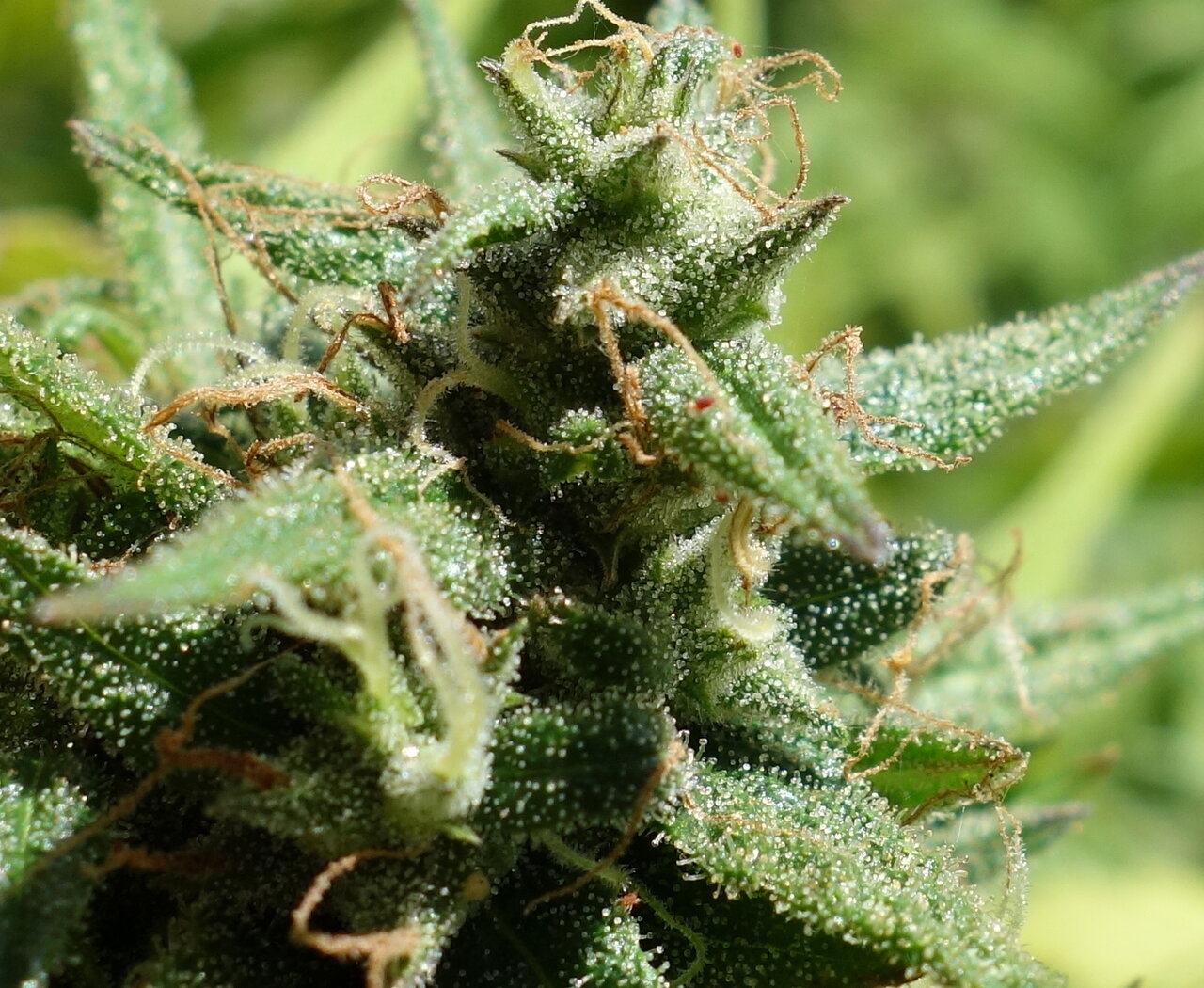 3-WWG bud closeup