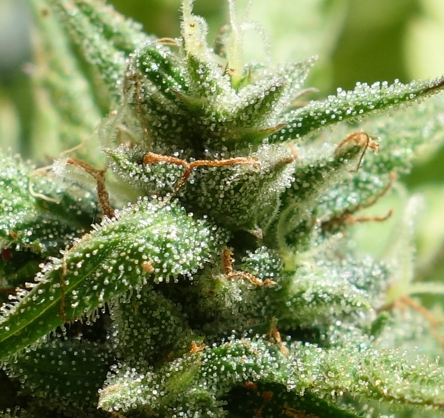 3-WWG bud closeup