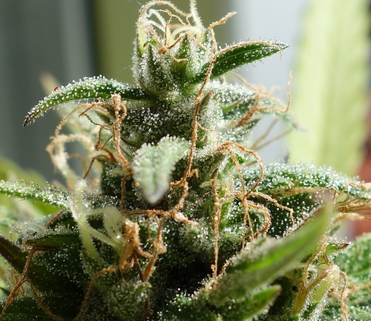 3-WWG bud closeup