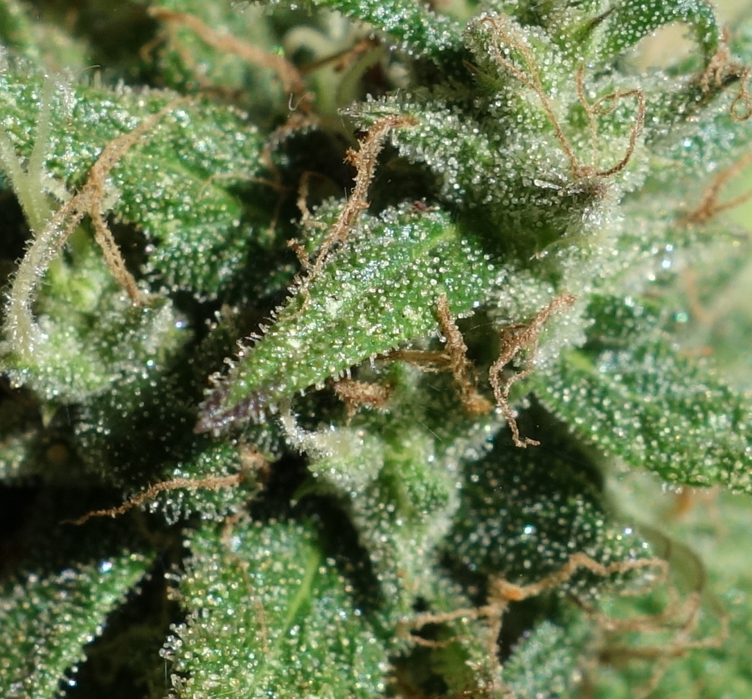 3-WWG  -  White Widow/Gorgonzola  -  bud/trichome closeup