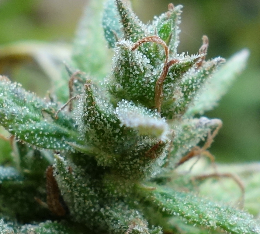 3-WWG  White Widow XTRM/Gorgonzola trichome closeup before chopping