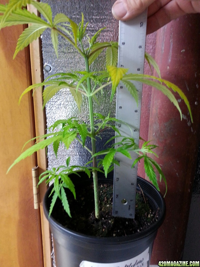 30 day pruning