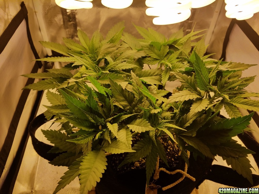 30 days from seed lsd hwfp