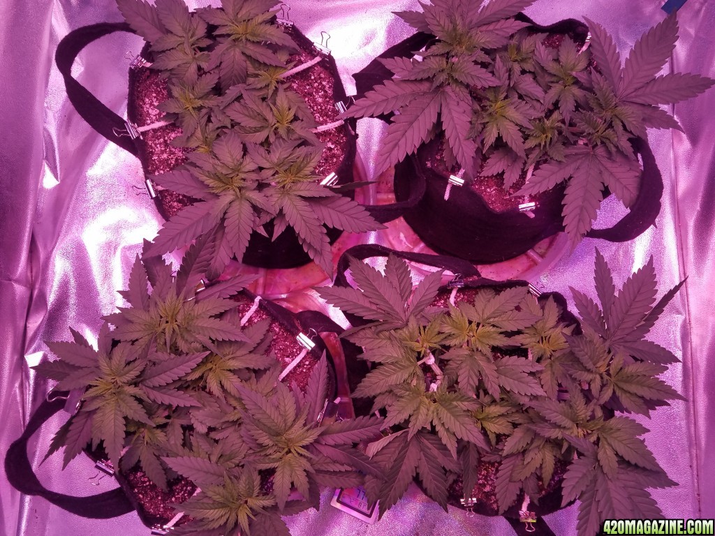 30 days from seed lsd hwfp