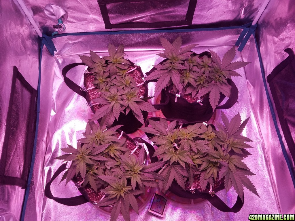 30 days from seed lsd hwfp