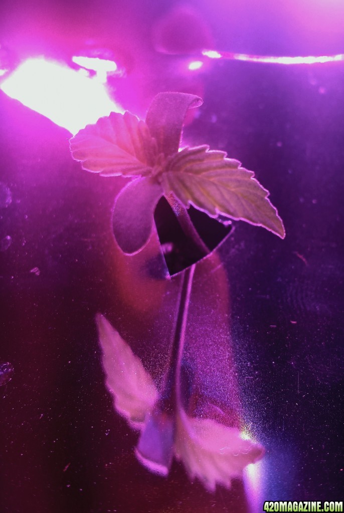 300w LED Soil Grow seedling