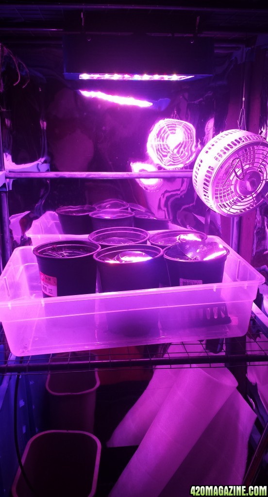 300w LED Soil Grow Setup