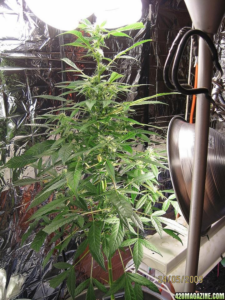 31 days flowering5