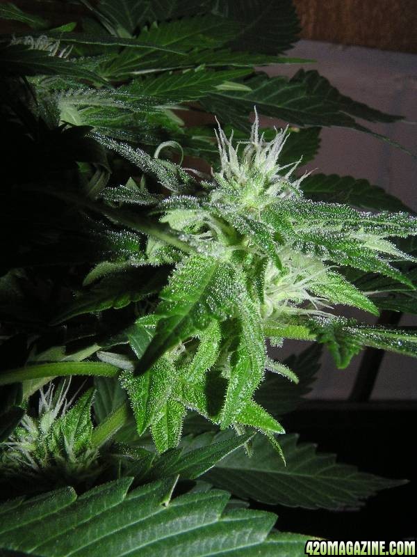 33 Days Flower