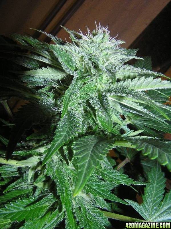 33 Days Flower