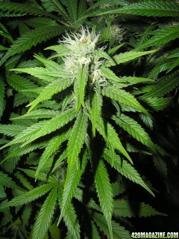 33 Days Flower