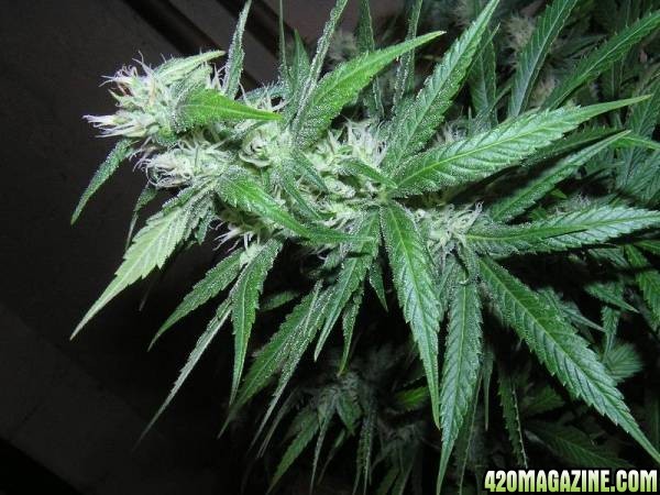 33 Days Flower